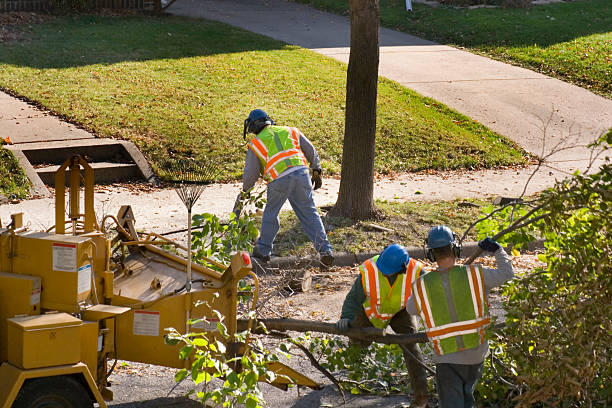 Best Tree Stump Removal  in Linton Hall, VA